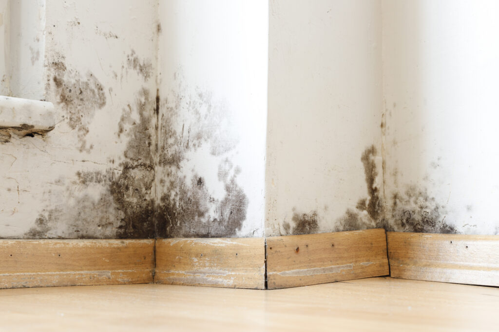 Wall of a home damaged by mold and fungus caused by dampness or water