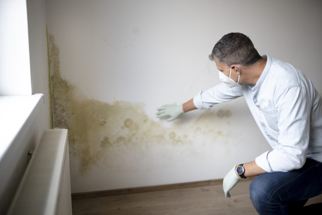 Inspecting mold damage on wall