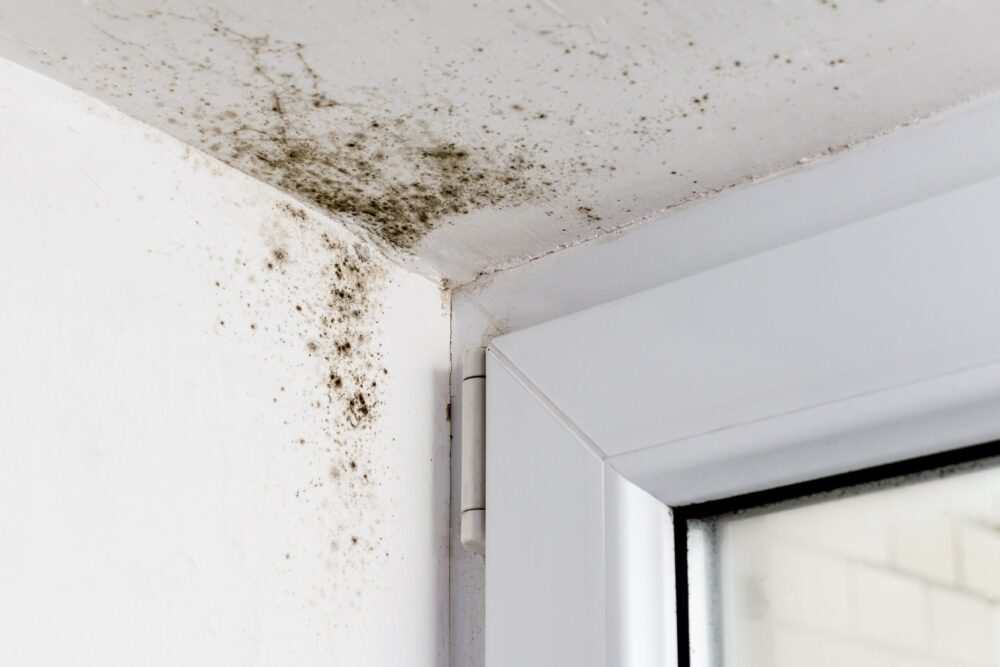 Common Causes of Mold in Ohio Homes and How to Prevent It